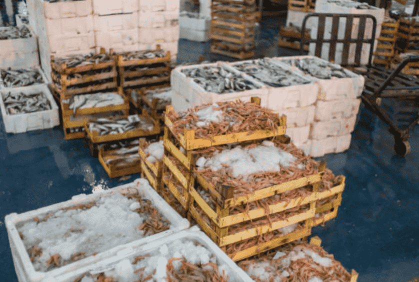 Cold Storage Ikan Laut Solusi Penyimpanan Hasil Laut PND Ice