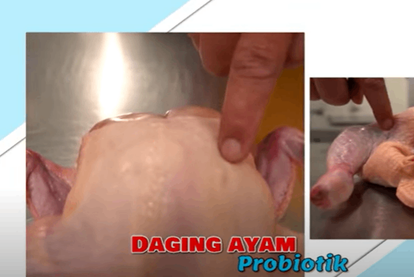Daging ayam probiotik