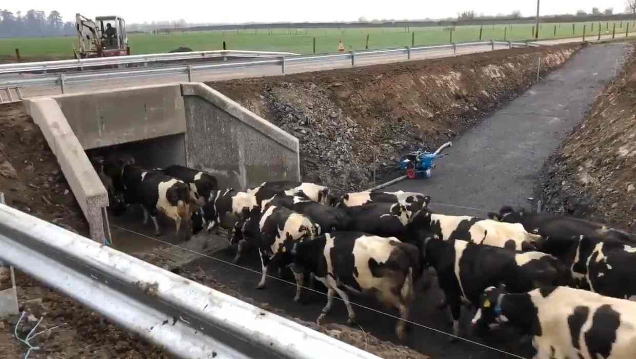 kandang sapi modern