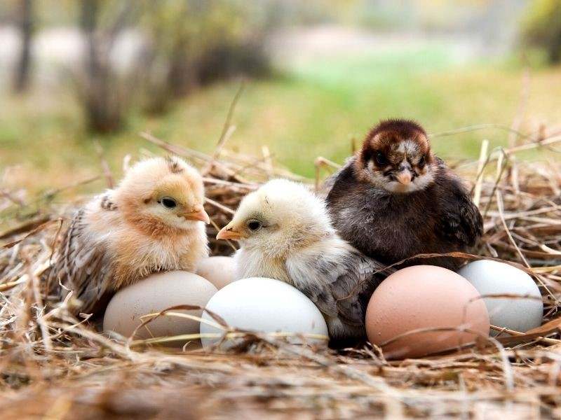 Cara merawat anak ayam yang baru menetas