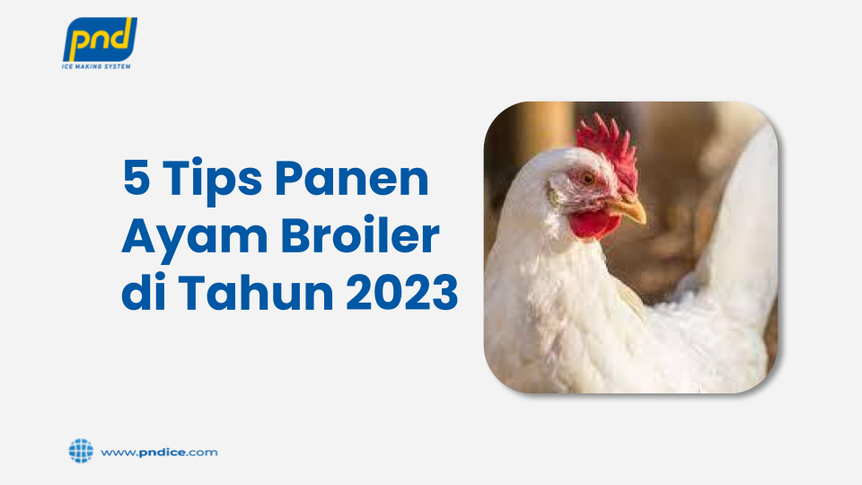 5 Tips Panen Ayam Broiler di Tahun 2023