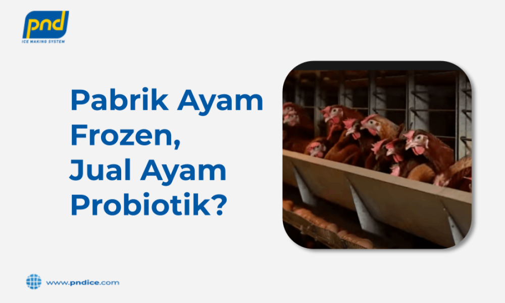 Pabrik Ayam Frozen, Jual Ayam Probiotik?