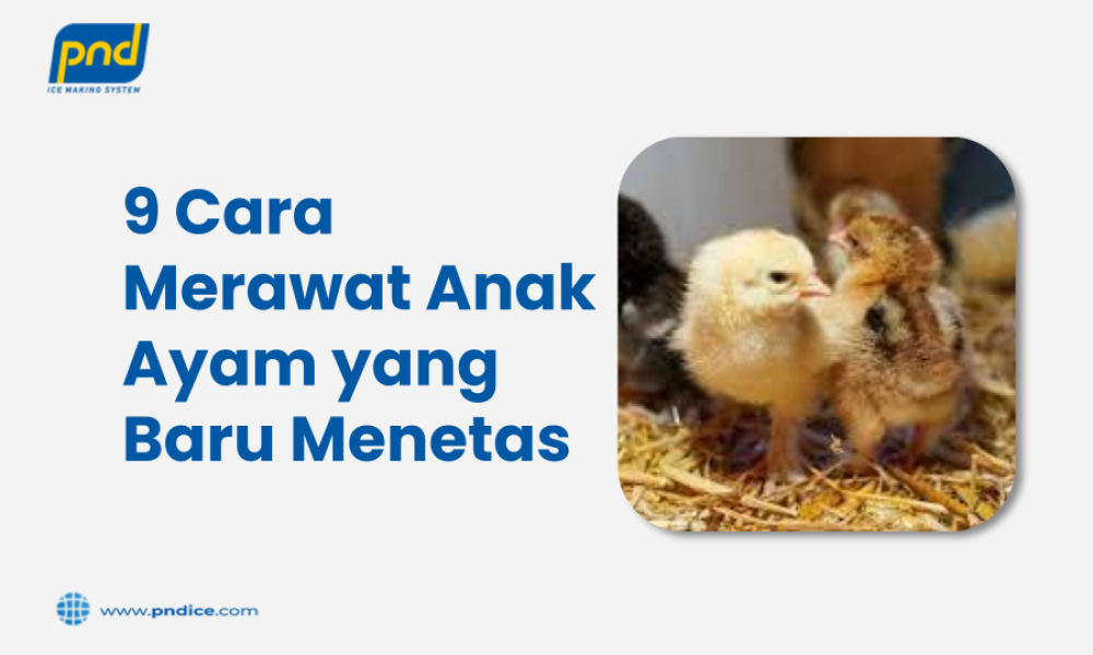 Cara merawat anak ayam yang baru menetas